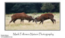Red deer Cervus elaphus stags fighting during the rut